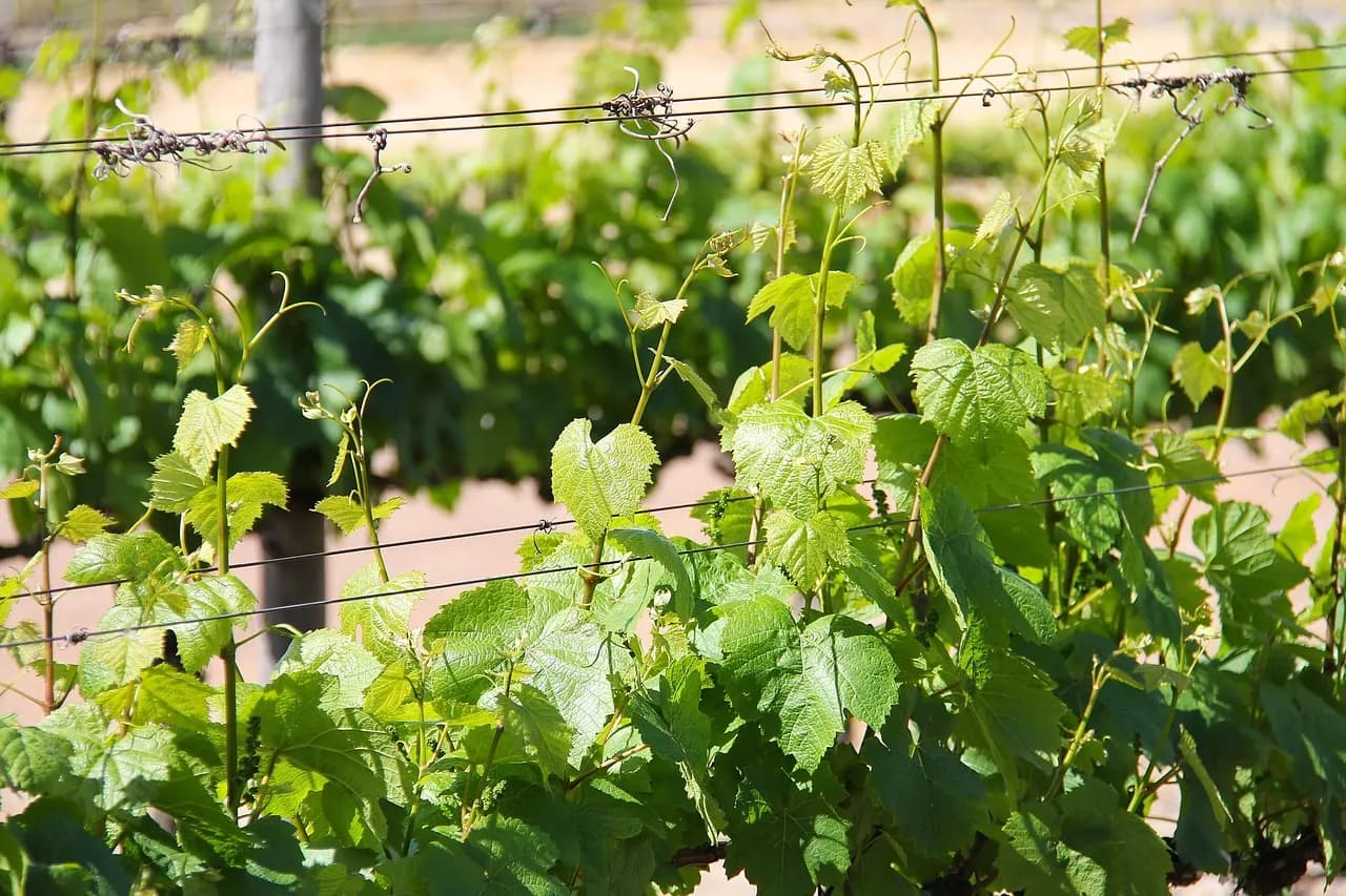 Wine Tours in Houston